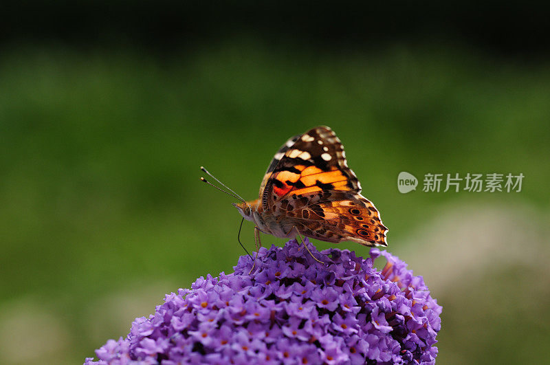 英国，Painted Lady Butterfly